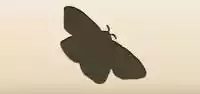 Moth silhouette