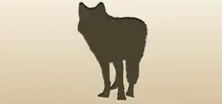 狼