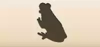 Frog silhouette