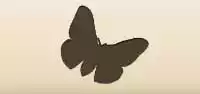 Moth silhouette