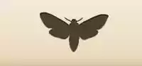 Moth silhouette