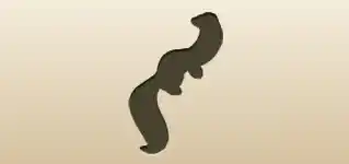 Ferret