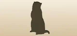 Ferret