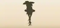 Mandrake Root silhouette