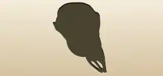 動物の頭がい骨のシルエット