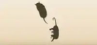 フクロネズミのシルエット