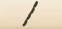 Sausage silhouette