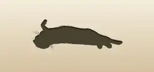 ネコ