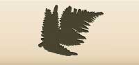 Fern silhouette