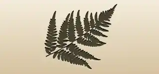 シダ植物