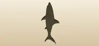サメ