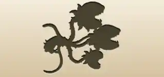 ハエトリソウのシルエット