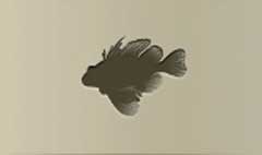 Lionfish silhouette
