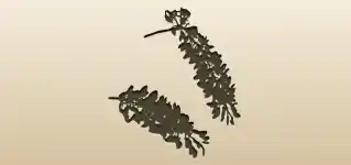 Wisteria Flowers silhouette