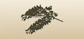 Wisteria Flowers silhouette