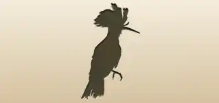 Hoopoe silhouette