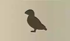 Puffin
