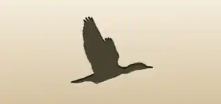 Cormorant silhouette
