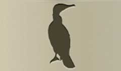 Cormorant silhouette
