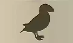 Puffin