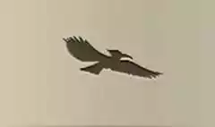 Hoopoe