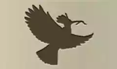 Hoopoe