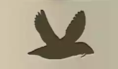 Puffin