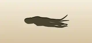 Octopus silhouette