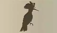 Hoopoe