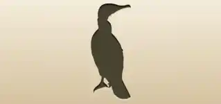 Cormorant silhouette