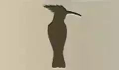 Hoopoe