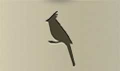 Cardinal Bird silhouette