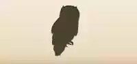 Owl silhouette