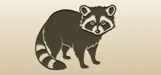 アライグマ