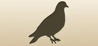 ハト
