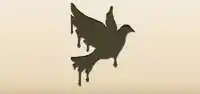 Pigeon silhouette
