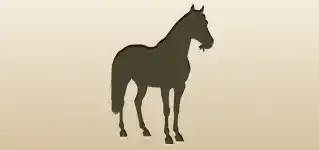 野生馬