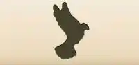 Pigeon silhouette