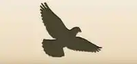 Pigeon silhouette