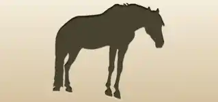 野生馬