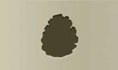 Pinecone