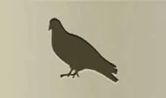 Pigeon