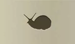 Snail