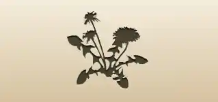 Dandelion silhouette