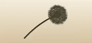 Dandelion silhouette