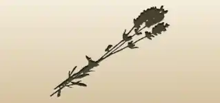 Lavender silhouette