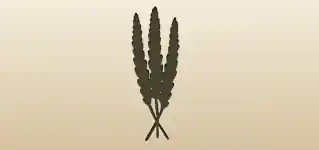 Ears of Wheat silhouette