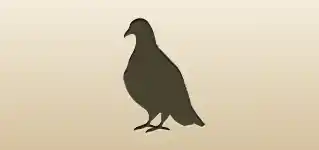 Pigeon silhouette