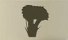 Broccoli silhouette