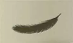 鳥の羽のシルエット